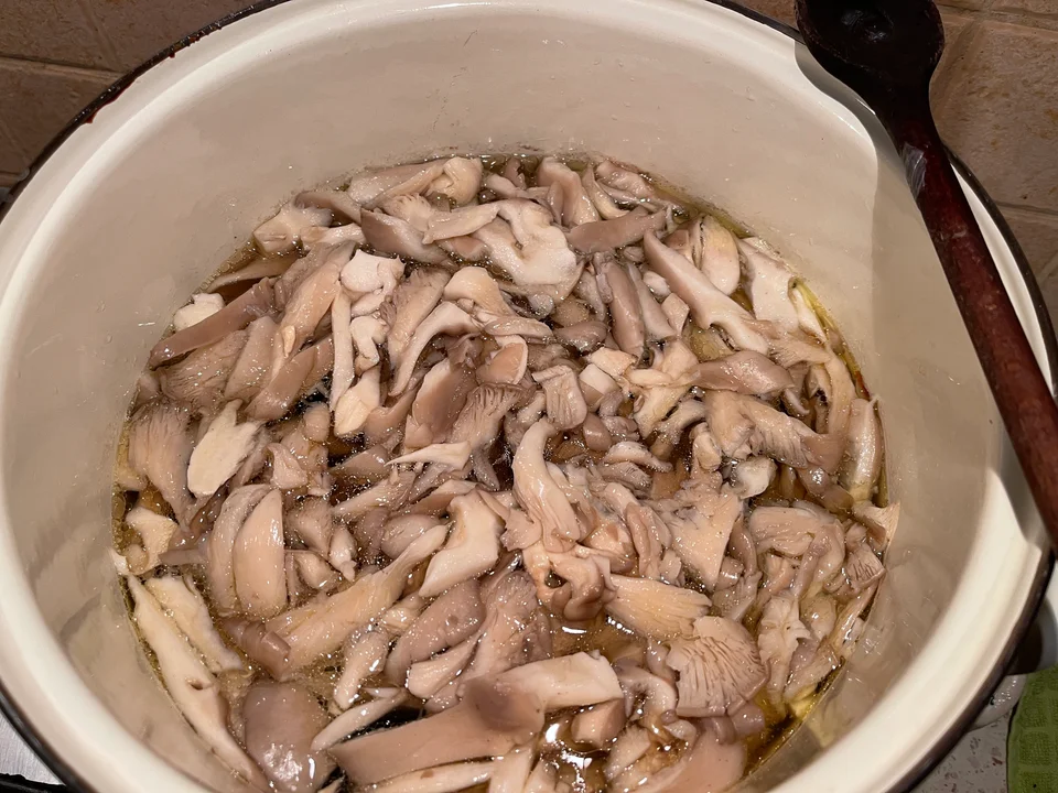 Ciuperci pleurotus în fierbere